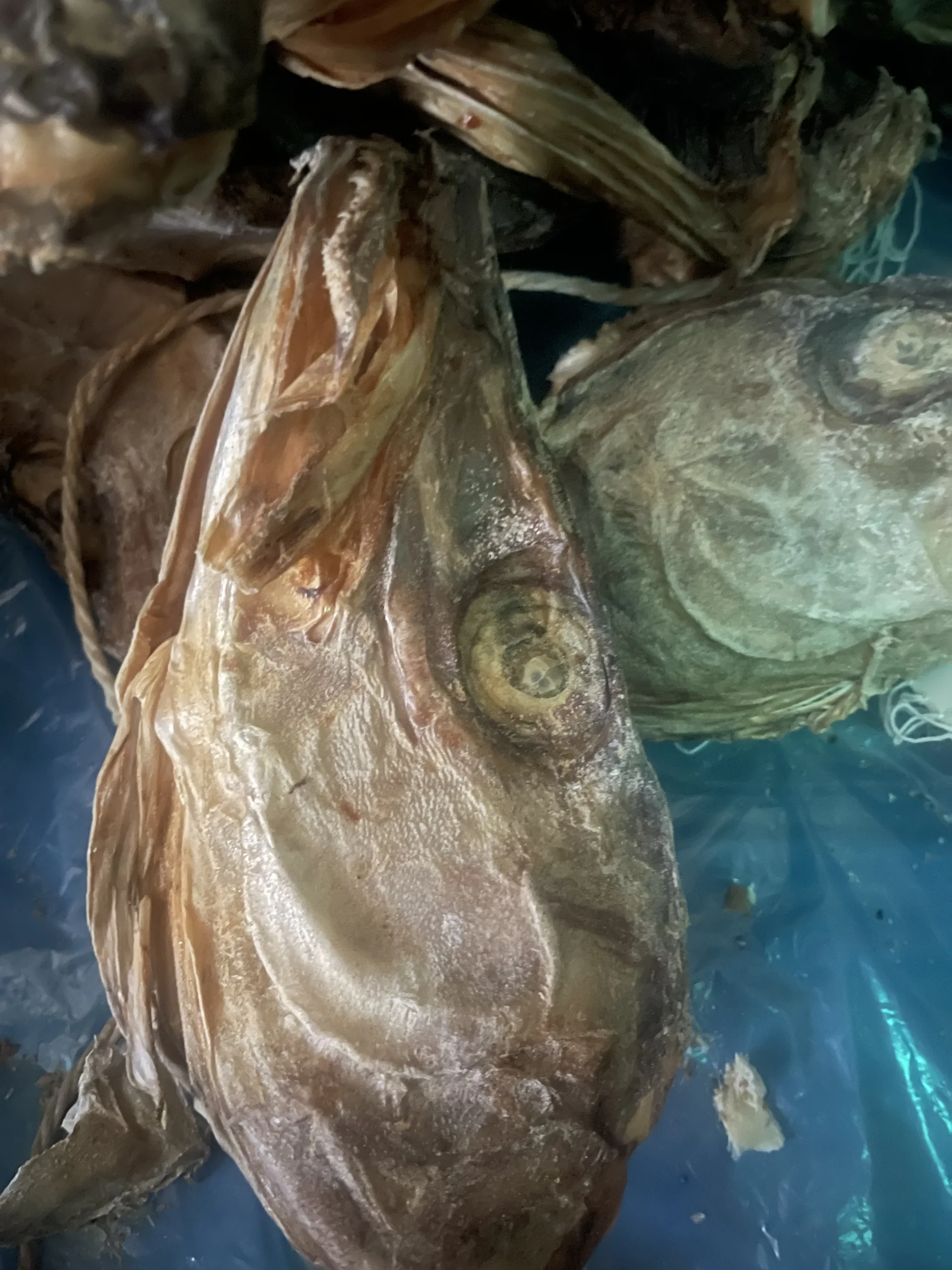 Stockfish head